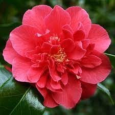 Camellia Japonica Laura Walker I Extra Large 3 Gallon Plant I Red & White Variegated Leaf Deep Red & White Striped Blooms, Live Plant for Home & Garden