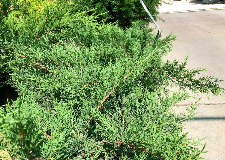 Juniper Kallay | Live Gallon Size Plant | Juniperus Chinensis | Drought Tolerant Cold Hardy Evergreen Groundcover