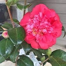 Camellia Japonica Laura Walker I Extra Large 3 Gallon Plant I Red & White Variegated Leaf Deep Red & White Striped Blooms, Live Plant for Home & Garden