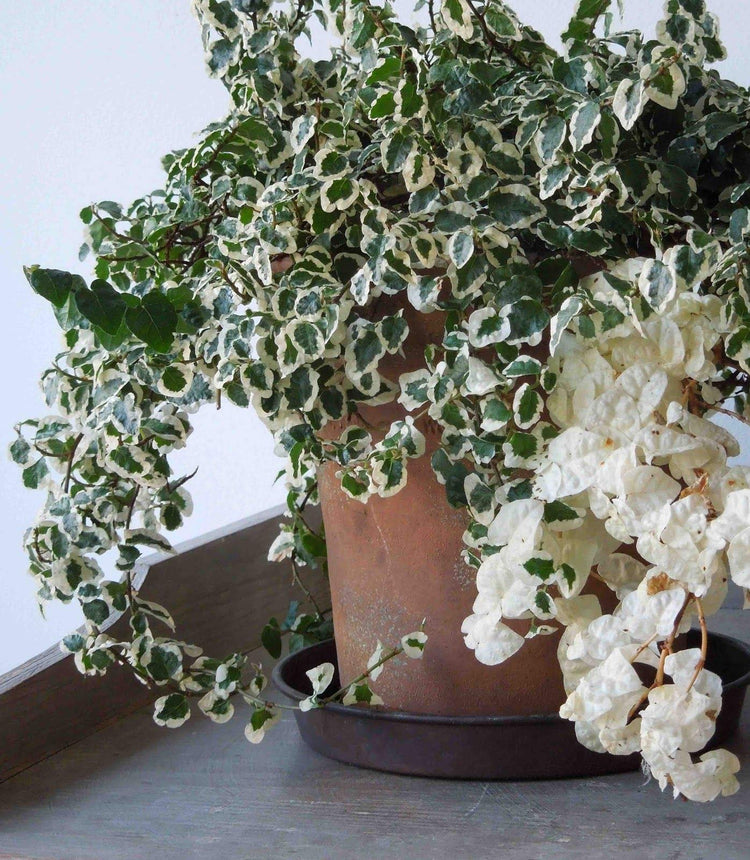 Variegated Creeping Fig Vine | Ficus Pumila Variegata | Live Fully Rooted 2 Inch Plants | Climbing Ivy