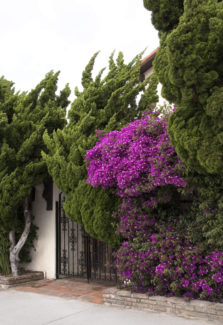 Hollywood Juniper | Juniperus Chinensis Torulosa | Live Quart Size Tree | Drought Tolerant Cold Hardy Evergreen Plant