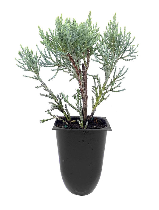 Blue Pfitzer Juniper | Live Plants | Juniperus Chinensis | Drought Tolerant Cold Hardy Evergreen Ground Cover