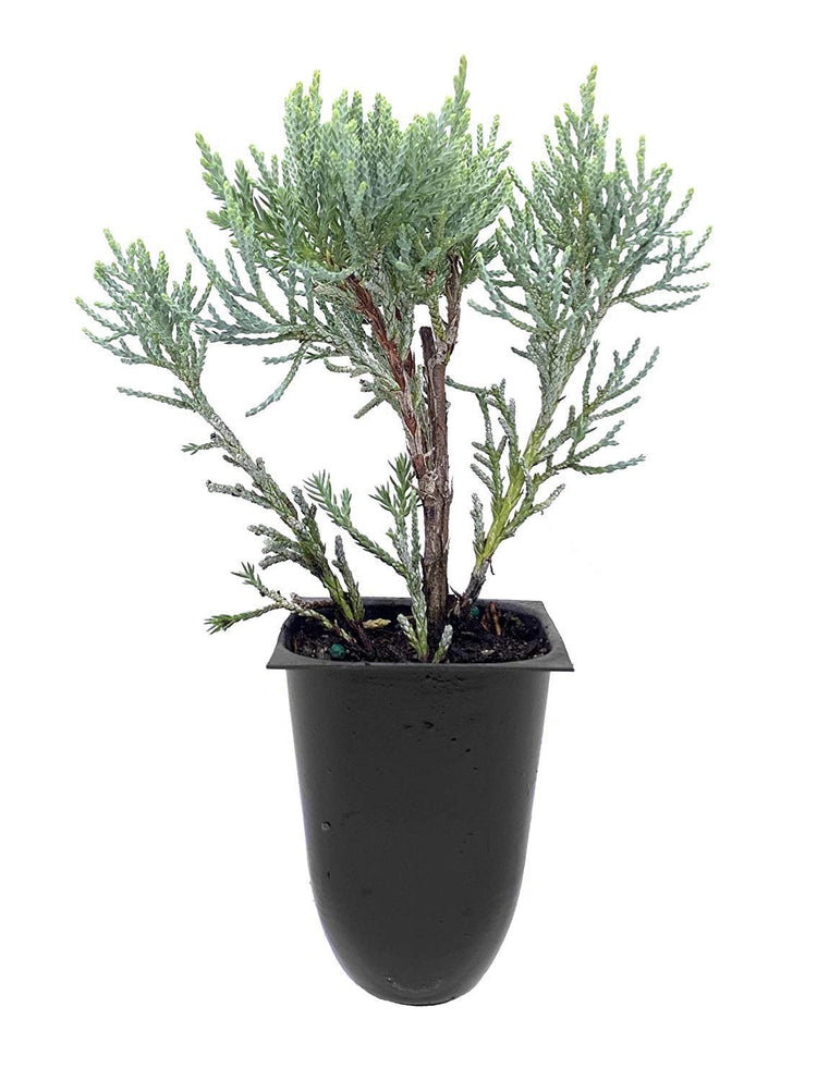 Blue Pfitzer Juniper | Live Plants | Juniperus Chinensis | Drought Tolerant Cold Hardy Evergreen Ground Cover