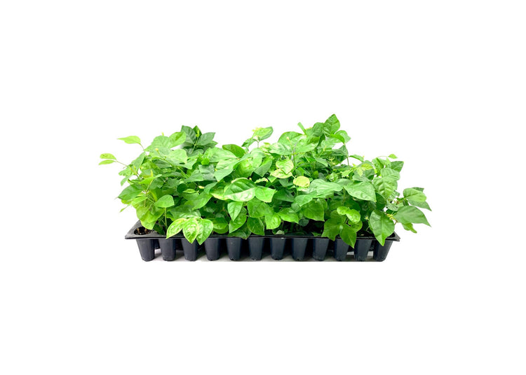 Sambac Jasmine Plant | Live Plants | Jasminum Sambac | Fragrant White Blooms | Ideal for Indoor & Outdoor Planting | Aromatic Addition to Gardens & Patios | Lush & Decorative Foliage