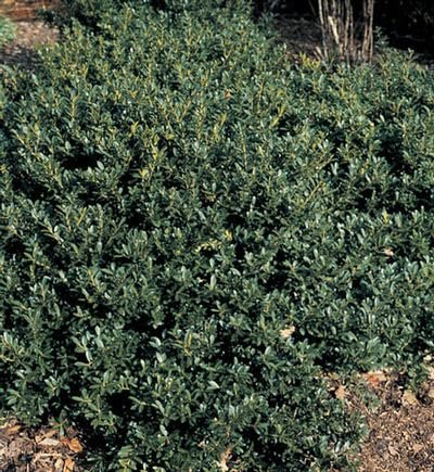 Hoogendoorn Holly Shrub I Live Plants I Ilex Crenata | Lustrous Evergreen for Hedging, Privacy Screens, and Decorative Accents