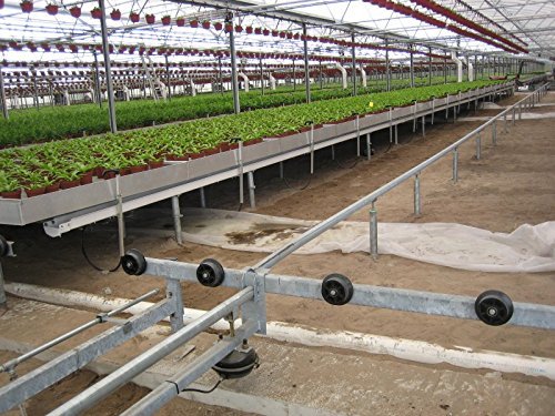 Nellie R. Stevens Holly | 15 Live Plants | Evergreen Privacy Hedge