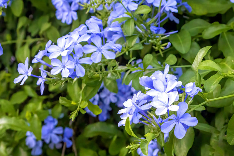 Plumbago Imperial Blue | Extra Large 3 Gallon Plants | Plumbago auriculata | Flowering Shrub | Drought Tolerant