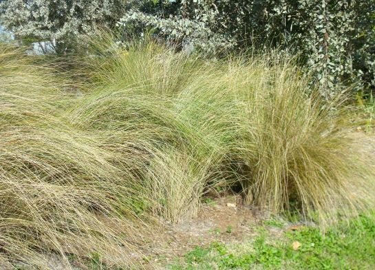 Sand Cord Grass I Large Gallon Size Plant I Spartina Bakeri I Live Plants, Salt|Tolerant Native Grass for Wetlands, Erosion Control, and Coastal Landscaping