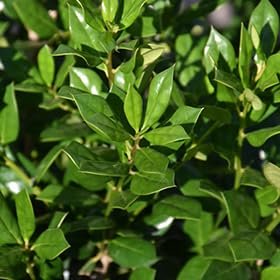 Needlepoint Chinese Holly I Large Gallon Size Plants I Live Evergreen Shrub with Unique Needle|Like Leaves for Hedging, Privacy, and Landscaping