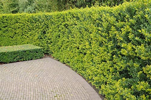 Needlepoint Chinese Holly | Ilex Cornuta | 10 Live Plants | Low Maintenance Screening Evergreen
