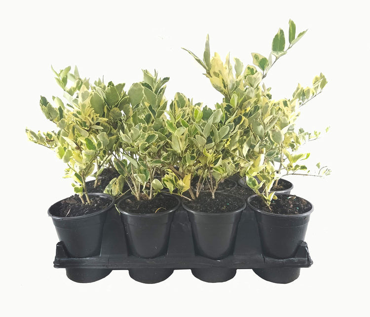 Ligustrum Japonicum Jack Frost Privet | Live Quart Size Plants | Variegated Evergreen Formal Hedge