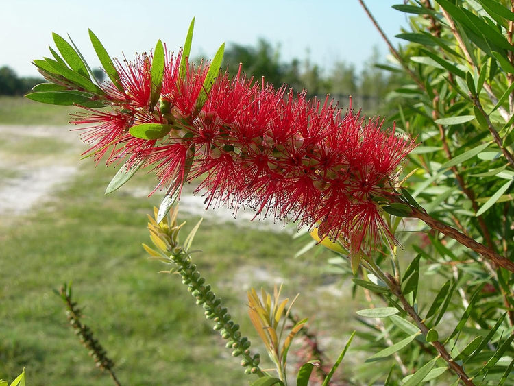 Bottlebrush Tree | Live Gallon Size Plant | Callistemon Citrinus Red Cluster | Drought Tolerant Bird Attracting Shrub Tree