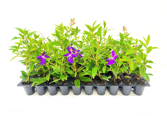 Tibouchina Dwarf Princess Flower I Live Plants I Lepidotal Compact Size, Eye|Catching Purple Blooms, Heat|Tolerant, Ideal for Small Gardens and Containers
