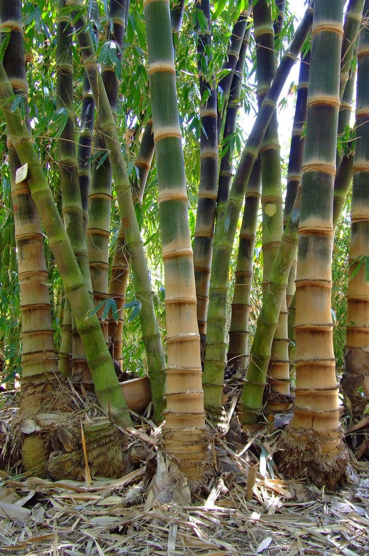 Black Bamboo | Dendrocalamus Asper Hitam | Live Gallon Size Plants | Exotic Tropical Decor | Fast Growing Privacy Screen | Unique & Hardy