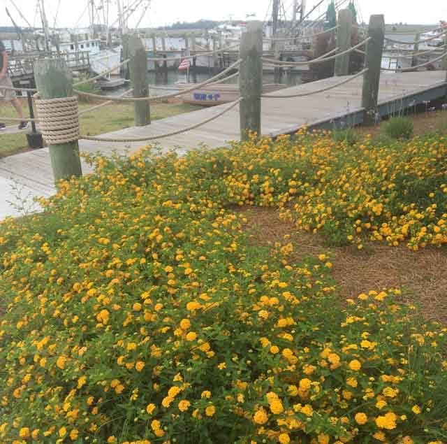 Lantana New Gold | Large Gallon Size Plants | Lantana Camara 'New Gold' | Yellow Ground Cover for Sun | Spreading Landscape Plants for Borders Slopes Containers Beds and Walkways