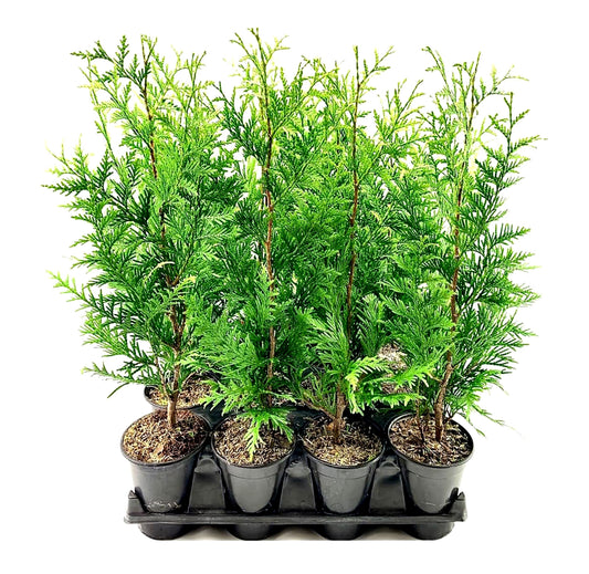 Thuja Arborvitae Green Giant | Live Quart Size Plants | Evergreen Privacy Trees