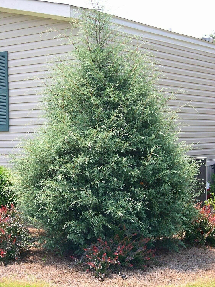 Carolina Sapphire Cypress Tree | Large Gallon Size Plant | Beautiful Evergreen Low Maintenance Cold Hardy Privacy Screen