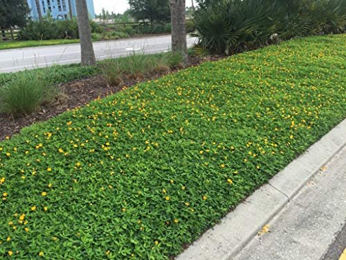 EcoTurf Perennial Peanut Grass | Live Plants | Arachis Glabrata | Live Ground Cover for Sustainable Landscaping, Drought|Tolerant