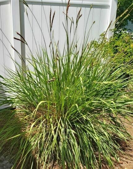 Dwarf Fakahatchee Grass I Large Gallon Size Plants I Tripsacum Floridanum I Live Premium Quality, Low|Maintenance Ornamental Grass for Landscaping, Gardens, and Containers | Fast|Growing