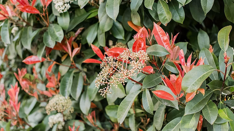 Photinia Red Tip | Extra Large 3 Gallon Plant | Photinia x Fraseri | Evergreen Landscape Hedge Shrub
