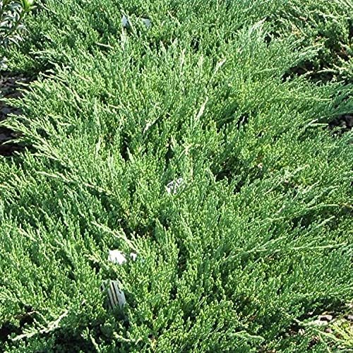 Green Sargent Juniper | Live Gallon Size Plants | Juniperus Chinensis | Drought Tolerant Cold Hardy Evergreen Groundcover