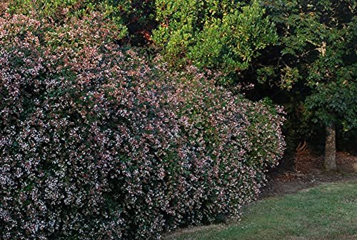 Abelia Grandiflora Edward Goucher | Large Gallon Size Plant | Flowering Butterfly Attracting Shrub