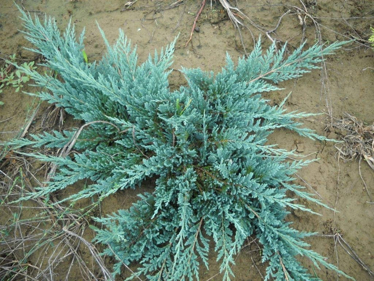 Juniper Blue Chip | Live Plants | Juniperus Horizontalis | Drought Tolerant Cold Hardy Evergreen Ground Cover