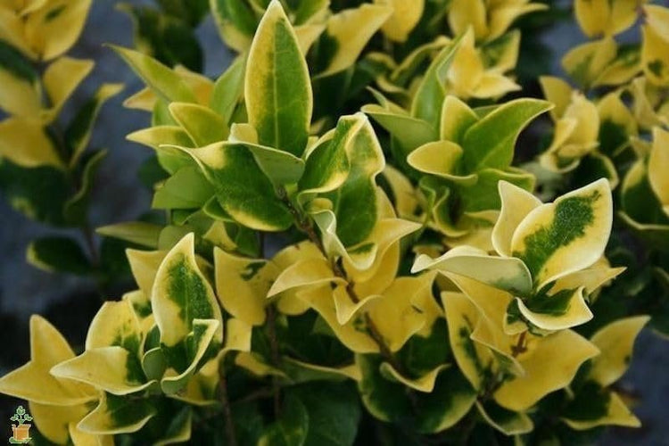 Ligustrum Japonicum Howardi I Large Gallon Size Plants I Variegated Privet Howard I Quality, Evergreen Japanese Privet Shrub for Ornamental Landscaping, Fast|Growing, Low|Maintenance