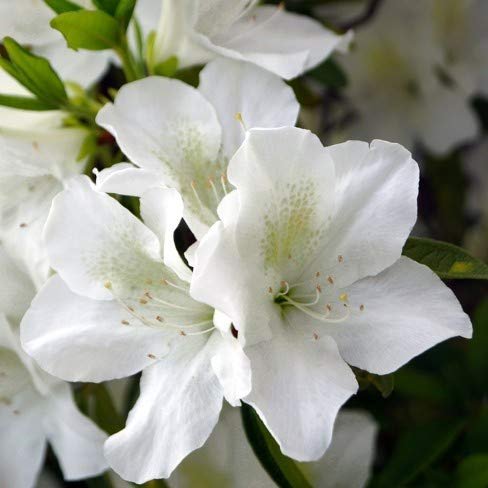 Azalea GG Gerbing | Live Plants | White Flowering Rhododendron