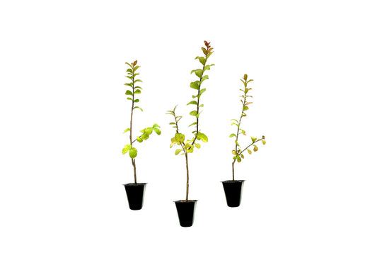 Crape Myrtle Twilight | Live Plants | Deep Purple Blooms, Premium Live Plant, Ornamental Garden Centerpiece for Stunning Seasonal Displays