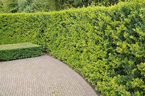 Needlepoint Chinese Holly | Ilex Cornuta | Live Quart Size Plant | Low Maintenance Screening Evergreen Hedge