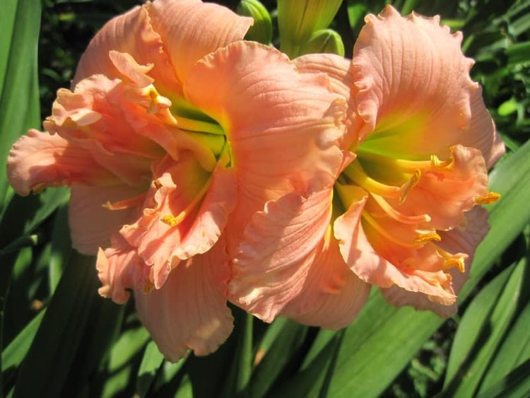 Daylily Siloam Double Classic I Live 3 Inch Pots I Hemerocallis I Peach Colored Flowers