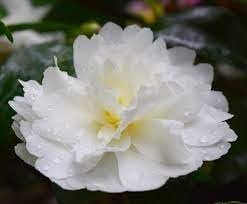 Camellia Sasanqua Mine|No|Yuki I Extra Large 3 Gallon Plant I White Flowering Snow|White Blooms, Live Plant for Gardens & Landscapes, Winter Blooming Elegance for Year|Round Greenery