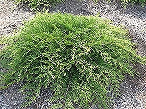 Monna Juniper Sierra Spreader | Live Gallon Size Plants | Juniperus Chinensis | Evergreen Cold Hardy Drought Tolerant Groundcover