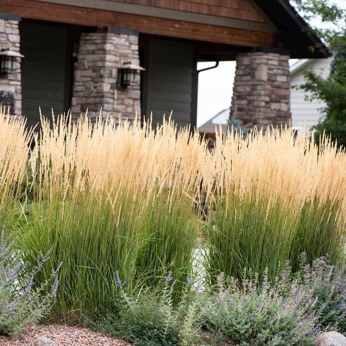 Feather Reed Grass Karl Foerster | Live Plants | Calamagrostis X Acutiflora | Drought Tolerant Cold Hardy Low Maintenance Ornamental Grass