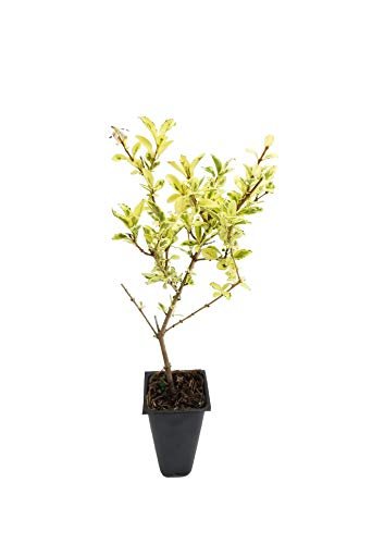 Ligustrum Sinense Variegated | Live Plants | Chinense Privet Sinense | Deciduous Flowering Ornamental Shrub