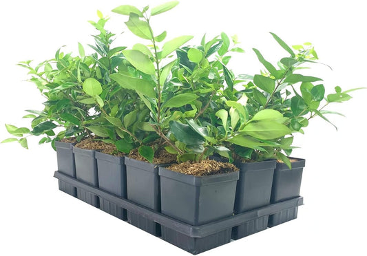 Ligustrum Waxleaf Privet | Live Quart Size Plants | Blooming Evergreen Privacy Hedge