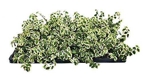 Variegated Creeping Fig Vine | Ficus Pumila Variegata | Live Fully Rooted 2 Inch Plants | Climbing Ivy