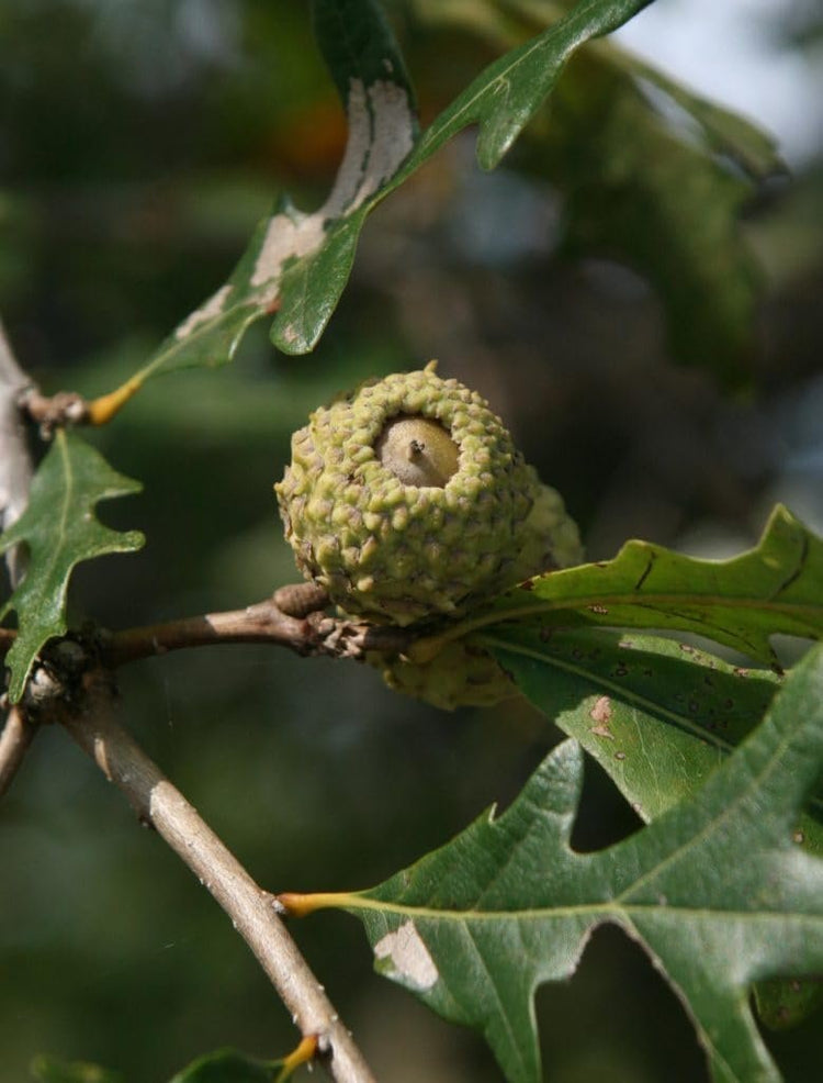 Overcup Oak Tree | Live Seedlings | Quercus Lyrata | Ideal for Landscaping & Shade | Long|Lasting & Resilient Plant