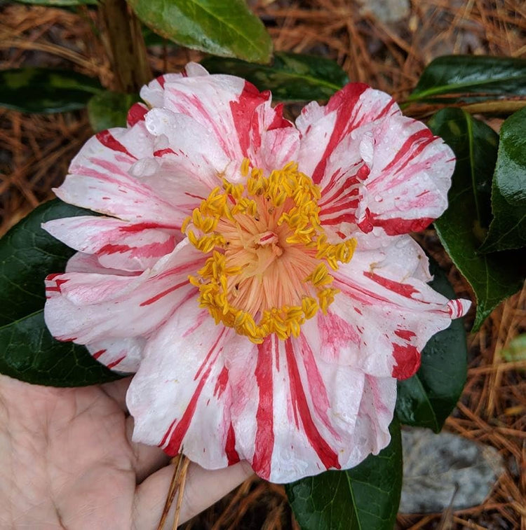 Camellia Japonica Rebel Yell I Extra Large 3 Gallon Plant I White and Pink Stripe Flowering Lush Pink Blooms, Live Plant for Gardens & Patios