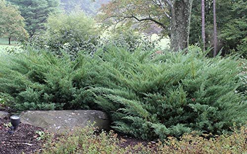 Juniper Nicks Compacta | Live Gallon Size Plants | Juniperus Chinensis | Drought Tolerant Cold Hardy Evergreen Groundcover
