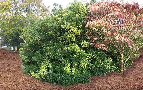 Anise Forest Green | Live Plants | Illicium Parviflorum | Shade Loving Evergreen Hedge