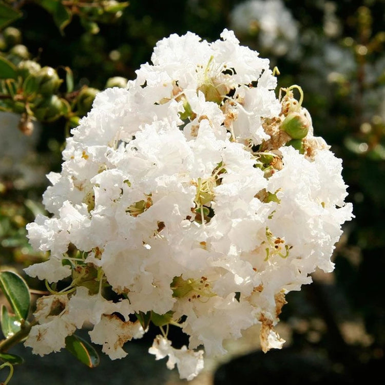 Crape Myrtle Natchez Plant | Large Gallon Size Pot | Lagerstroemia Indica | Ornamental Garden Flowering Tree | White Blooms