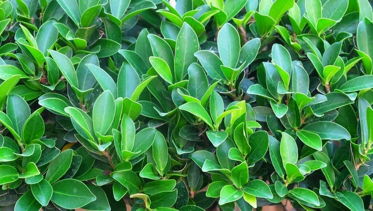 Green Island Ficus | Live Plants | Ficus Microcarpa | Lush Indoor/Outdoor Ornamental Plant | Easy Care & Fast Growing | Perfect for Home, Garden, & Office Decor