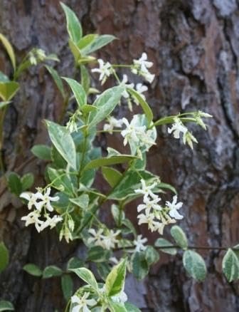Variegated Confederate Jasmine | Extra Large 3 Gallon Plants | Trachelospermum jasminoides Variegata | Eye|Catching Climber | Perfect for Garden Walls and Trellises