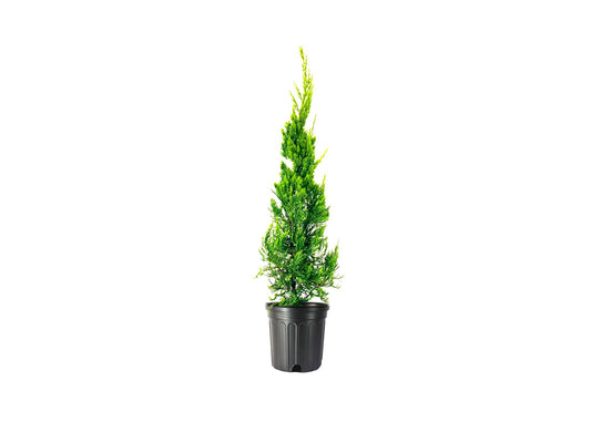 Hollywood Juniper | Juniperus Chinensis Torulosa | Live Gallon Size Tree | Drought Tolerant Cold Hardy Evergreen Plant