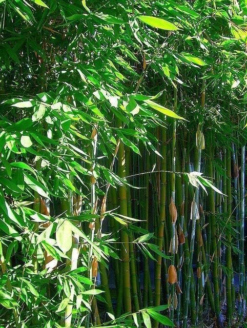 Oldhamii Bamboo | Live Plant | Bambusa Oldhamii | Privacy Screen Bamboo | Fast|Growing Garden Foliage | Tall Decorative Landscape Specimen