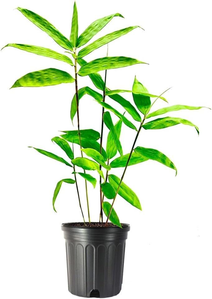 Dendrocalamus Asper Bamboo Plant | Live Plant | Fast|Growing Indoor/Outdoor Giant Bamboo for Landscaping & Green Decor | Eco|Friendly | Also Known as Dragon/Rough Bamboo