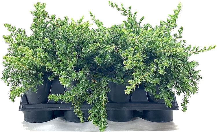 Juniper Blue Pacific | Live 4 Inch Pot | Juniperus conferta 'Blue Pacific' | Evergreen Ground Cover Plants | Drought|Tolerant Landscaping Shrub