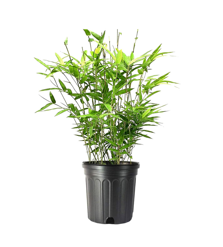 Golden Goddess Hedge Bamboo Plant | Live Plants | Bambusa Multiplex | 6 Inch Pot | Non|invasive Clumping